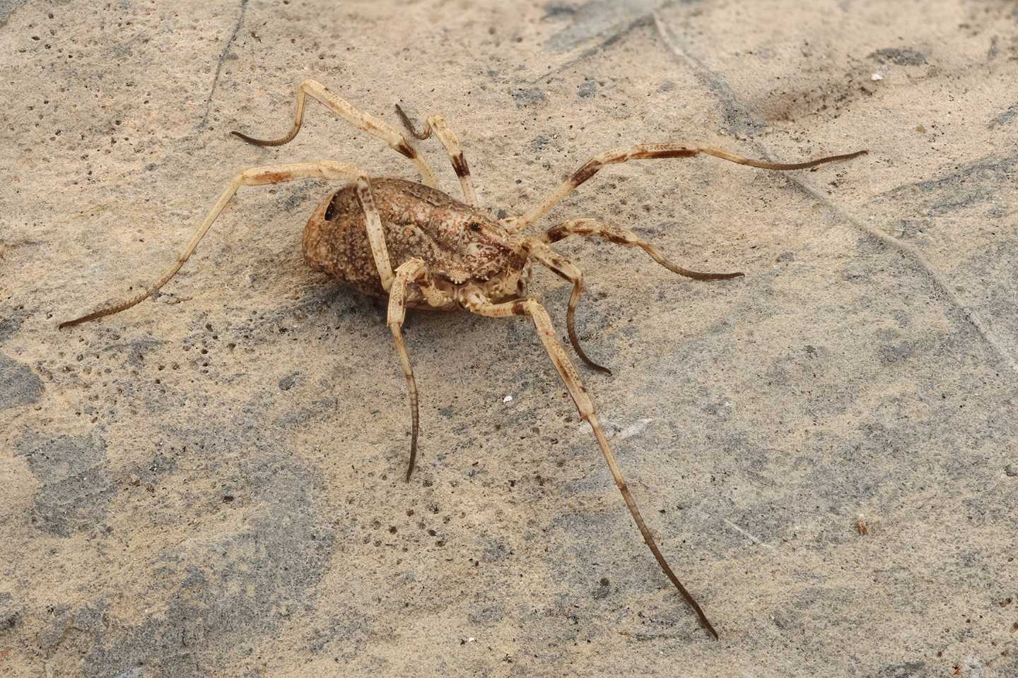 Odiellus spinosus (Phalangiidae)